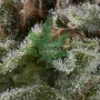 Семена конопли Auto LENNON oт Pyramid Seeds
